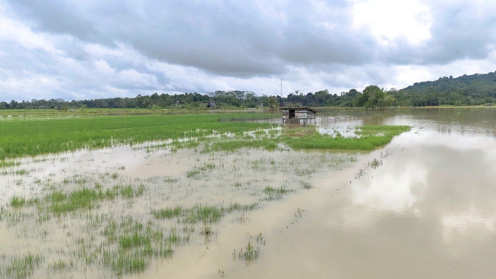 Ratusan Hektare Sawah di Bukit Biru Terendam Banjir, Petani Merugi
