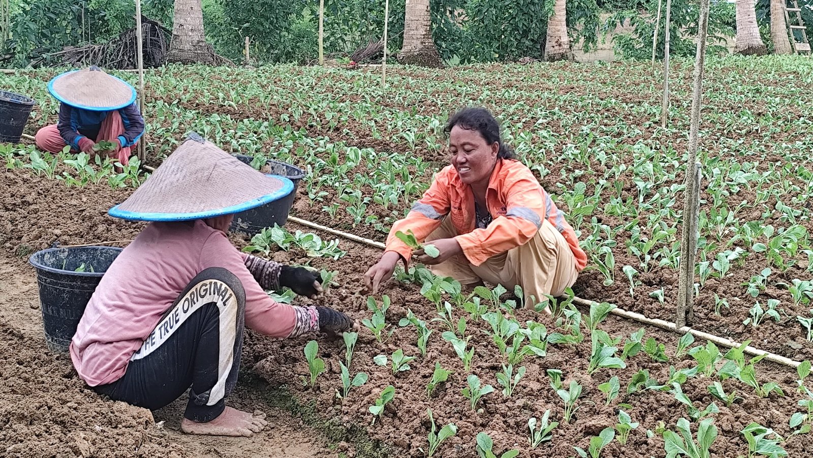 Musim Hujan Sulitkan Budidaya Sawi, Hasil Panen Turun 50 Persen