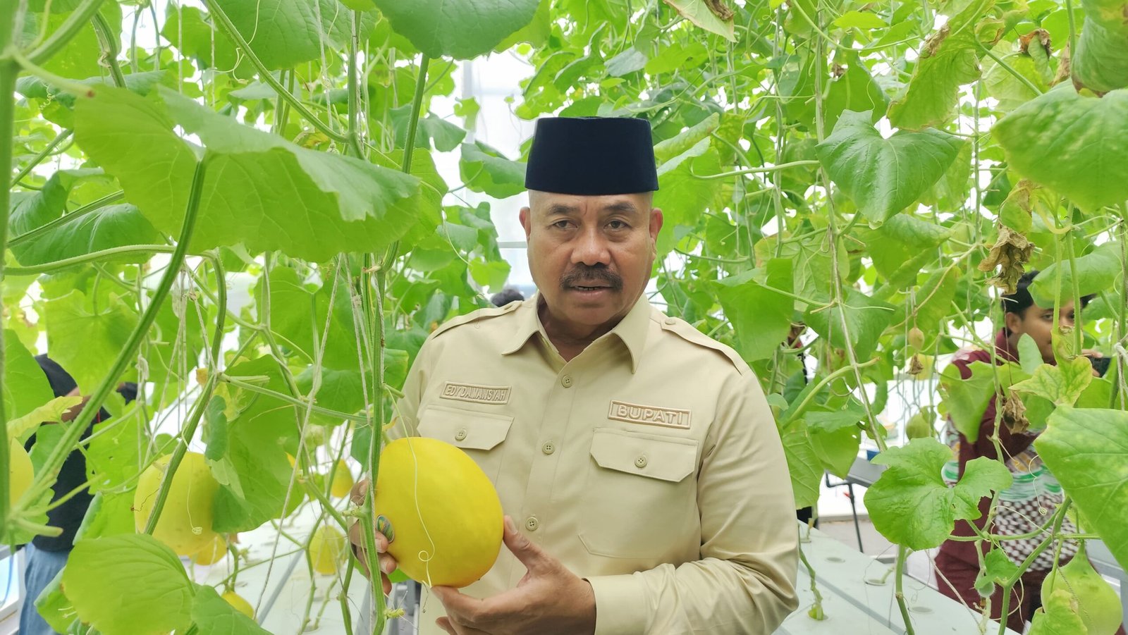 Bupati Edi Damansyah Lakukan Panen Perdana Melon Hidroponik di Greenhouse Desa Rapak Lambur