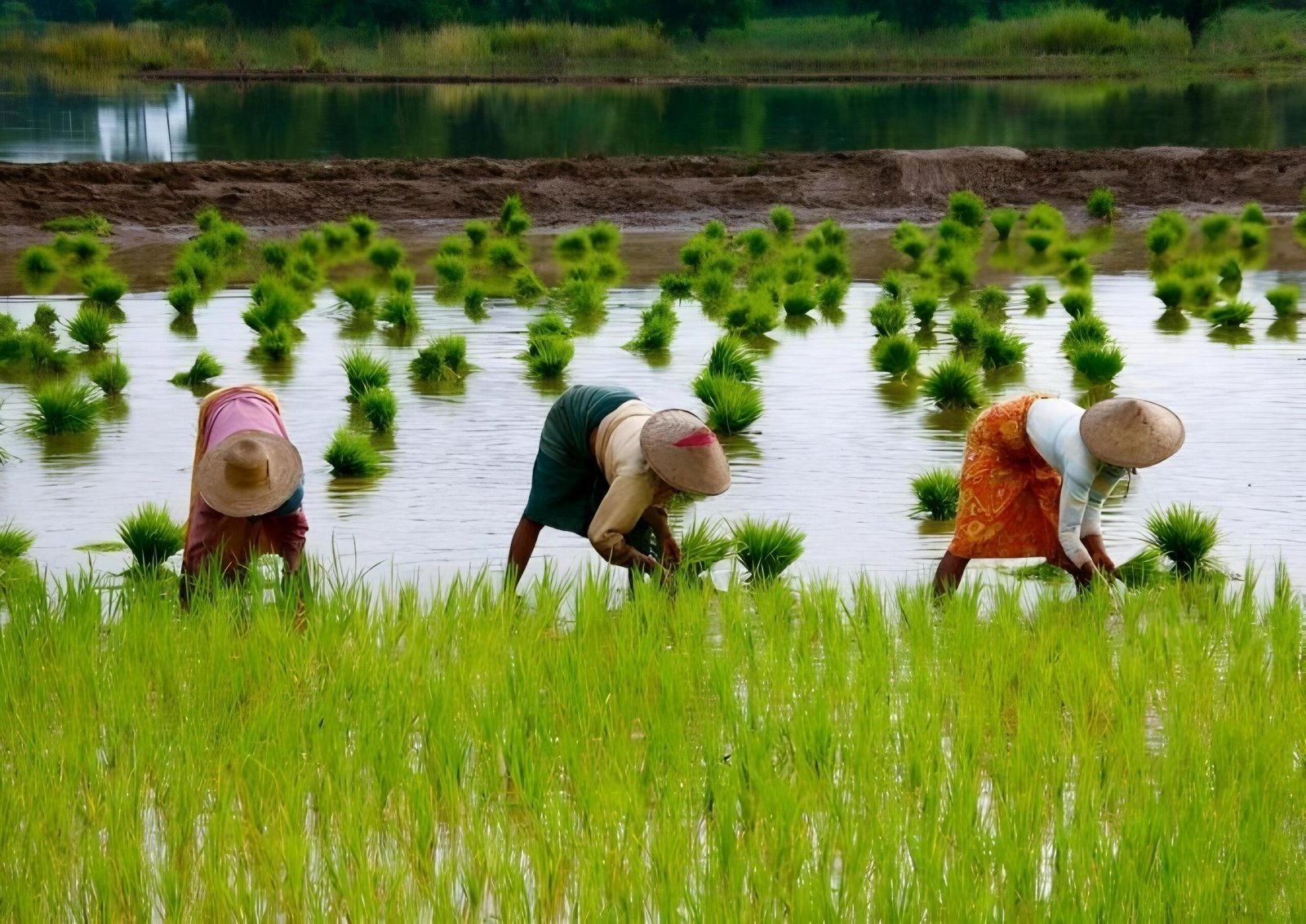 Distanak Kukar Terus Maksimalkan Pengelolaan Lahan Pertanian