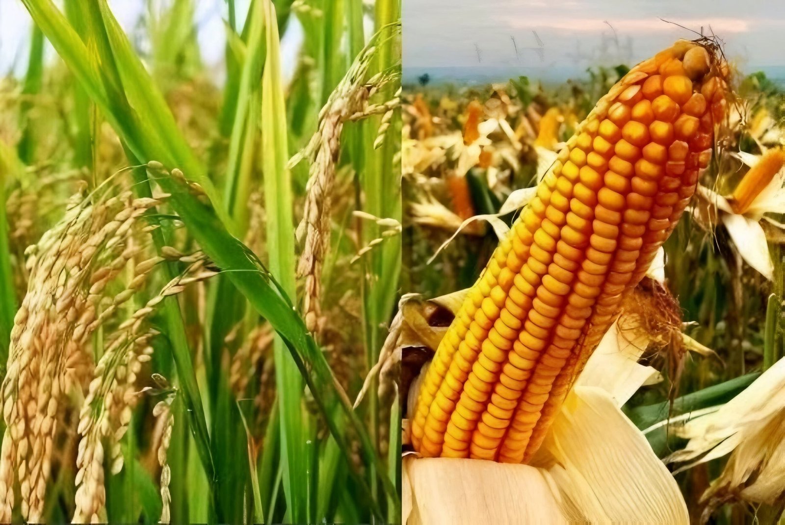 Heri Rusnadi Dorong Ketahanan Pangan Lewat Optimalisasi Lahan Pertanian