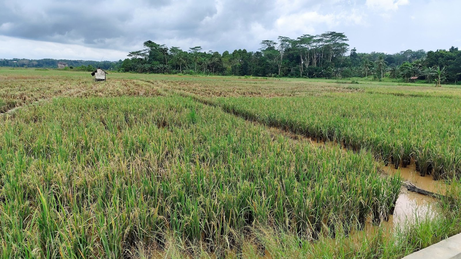 Pemdes Ponoragan Fokus Perkuat Pertanian dan Perikanan sebagai Penopang Ekonomi Warga