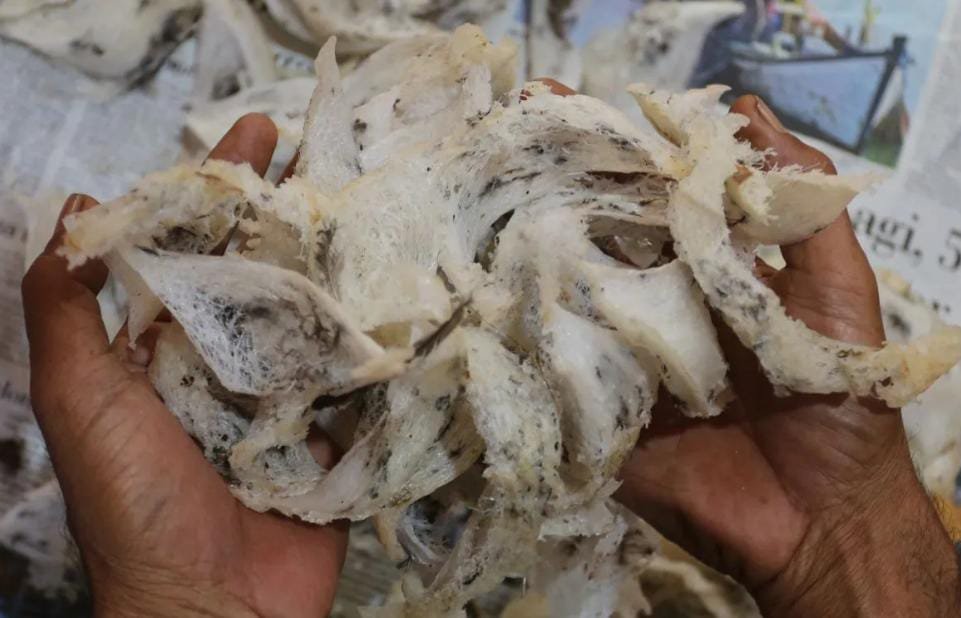 Penerimaan Pajak Sarang Burung Walet di Samarinda Masih Nol Persen, DPRD Pertanyakan Kinerja Bapenda