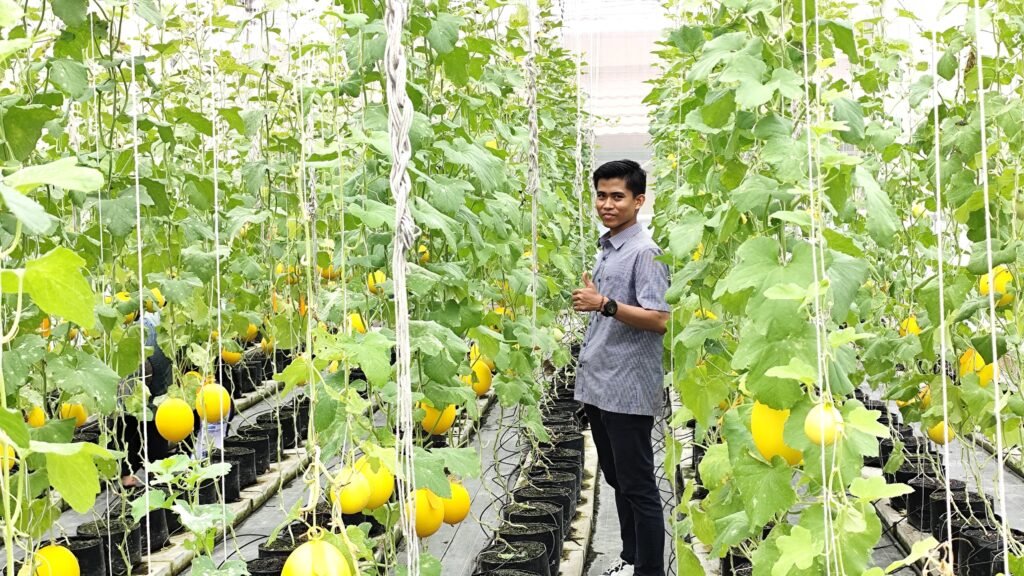 Greenhouse Unikarta Jadi Sarana Mahasiswa Kembangkan Pertanian Modern