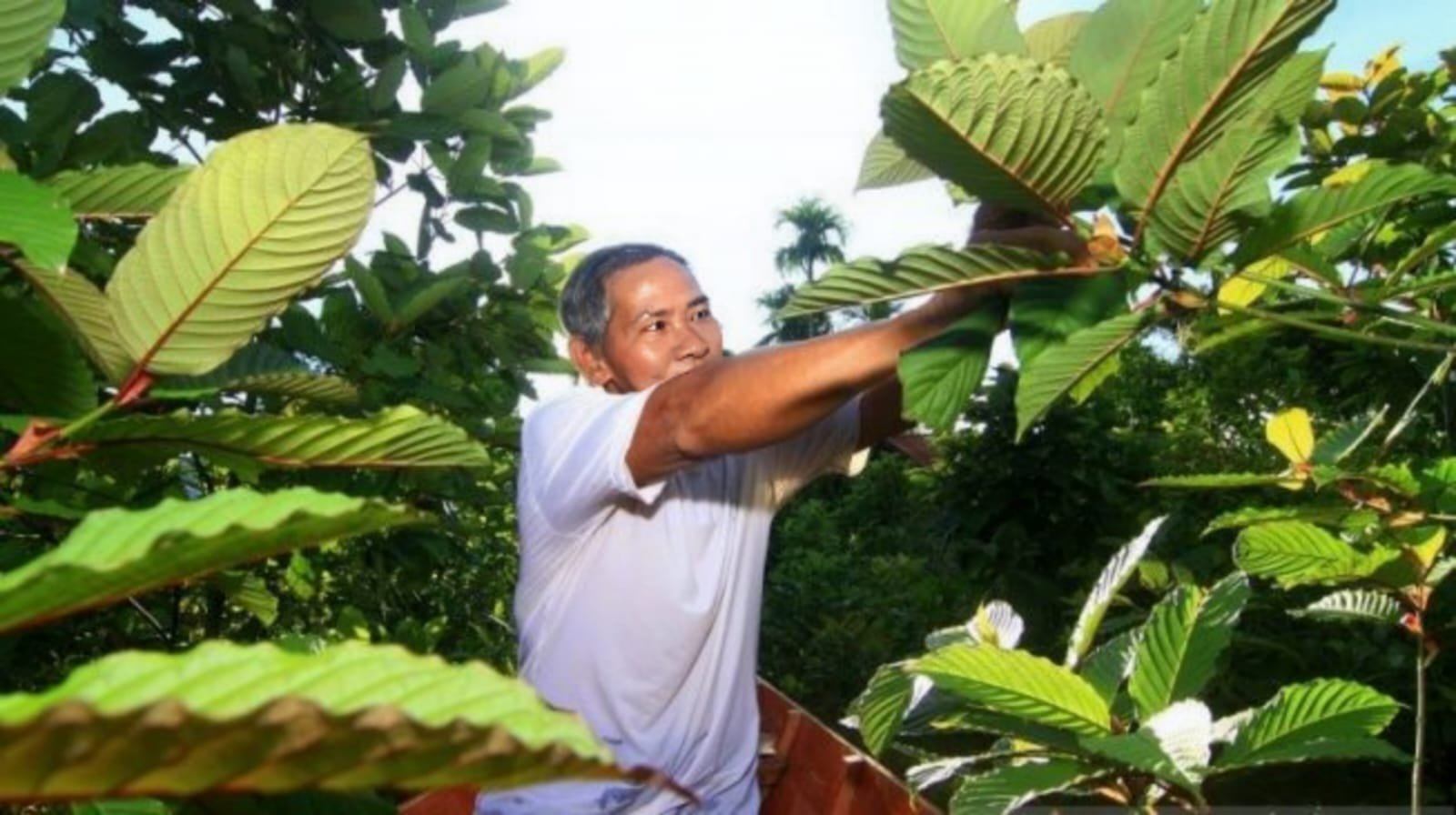 Kukar Siapkan Pabrik Kratom untuk Perkuat Industri Ekspor dan Ekonomi Daerah