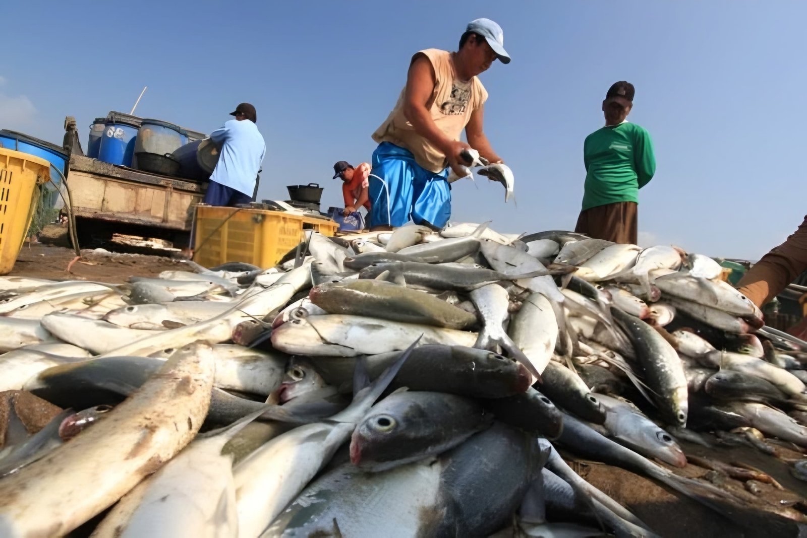 Kepala DKP Ungkap Lebih dari 50 Persen Produksi Perikanan Kaltim Ditopang oleh Kukar