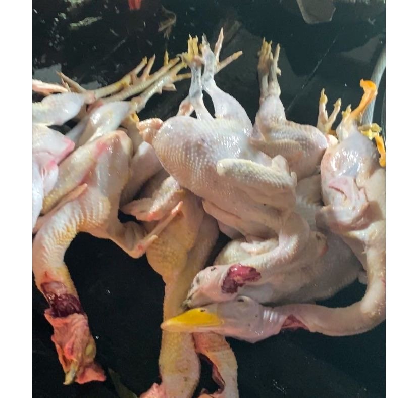 Penjualan Unggas di Pasar Mangkurawang Alami Peningkatan pada Momen Natal 2025