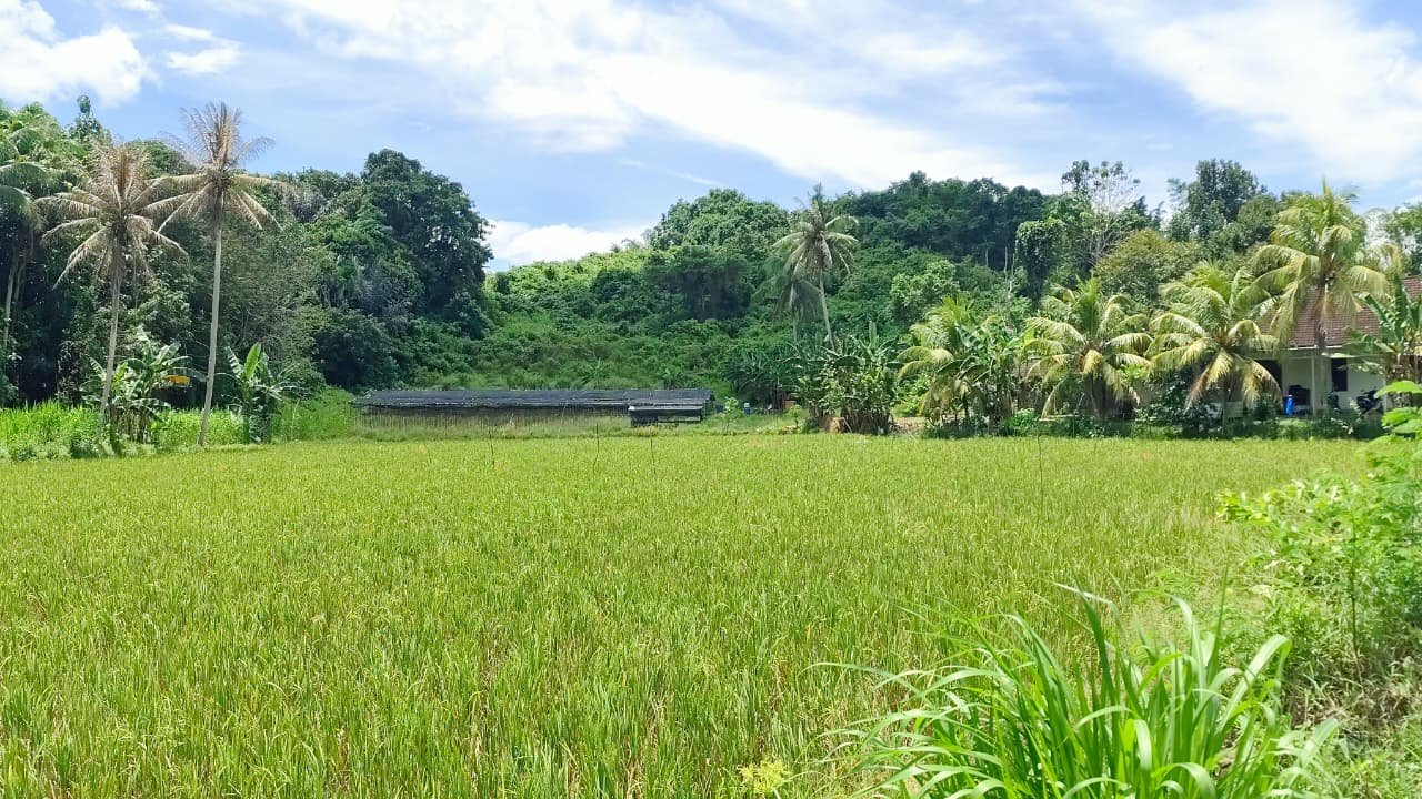 Menjelang Panen, Serangan Hama dan Cuaca Tidak Menentu Jadi Kekhawatiran Petani di Maluhu